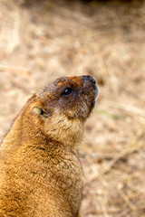 Alpine marmot (Marmota Marmota) in the aviary zoo. The protagoni