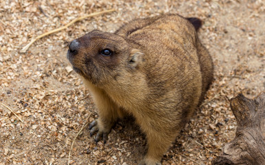 Alpine marmot (Marmota Marmota) in the aviary zoo. The protagoni