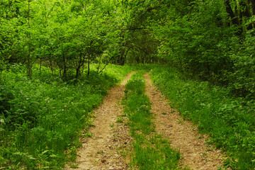 Fototapeta premium path in woods
