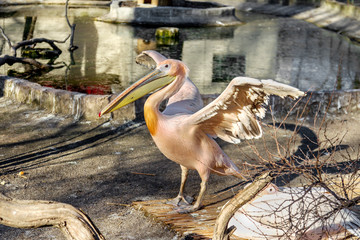 Portrait of a European white pelican , Pelecanus onocrotalus. Ex
