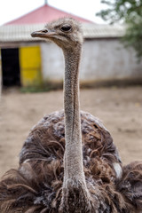 Curious african ostrich walking in the paddock at the ostrich fa