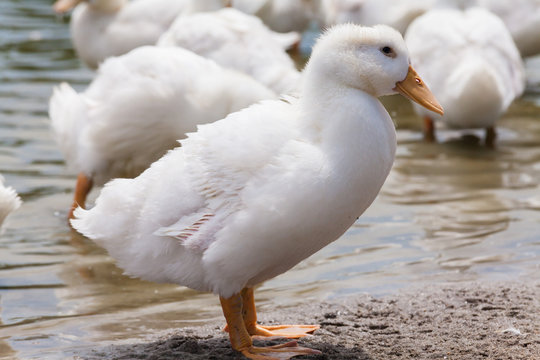 Real white duck in a farm with pond