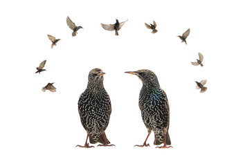 Starling