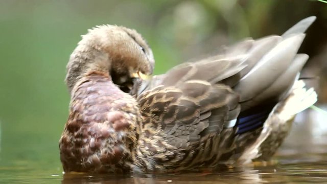 Cinemagraph seamless motion loop video background of an adorable and cute female mallard. She opens and closes her eye. The rest is frozen in time. Location: Lund, Sweden.