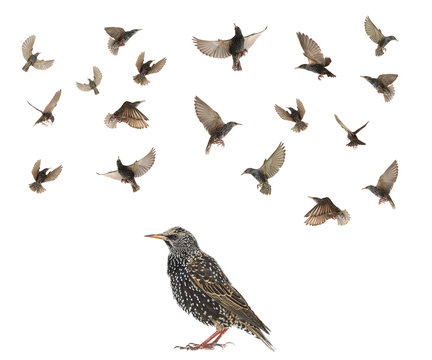 Starling