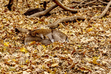 The deer in the pen on the farm, herd of deer resting in yellow