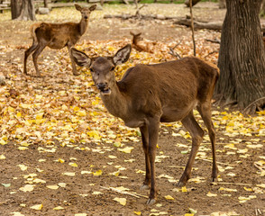 Naklejka na ściany i meble The deer in the pen on the farm, herd of deer resting in yellow