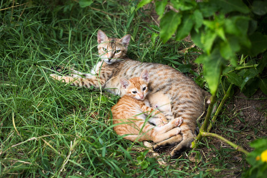 Cat and kitten lie in grass