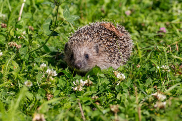 Young hedgehog on green grass in natural habitat