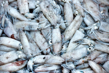 Obraz premium Fresh squid in market of Thailand