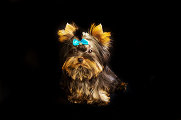 Yorkirsky terrier in studio on a black background. Charming with