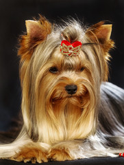 Yorkirsky terrier in studio on a black background. Charming with