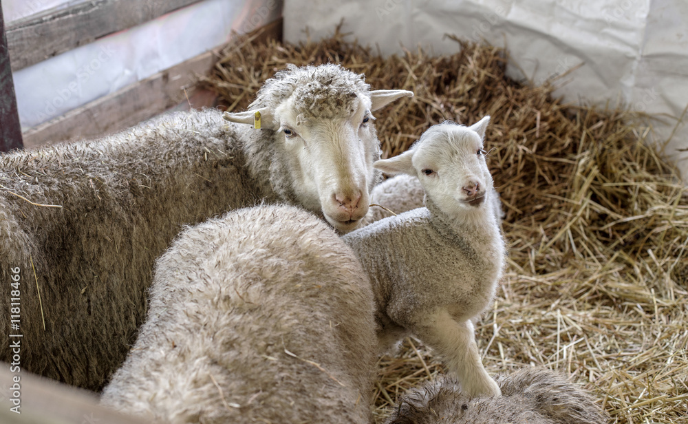 Wall mural curious beautiful not shorn sheep with lamb with hay in a pen fo