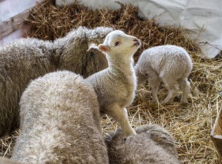 curious beautiful not shorn sheep with lamb with hay in a pen fo