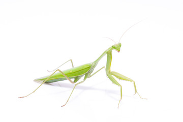 Green mantis isolated on a white background 