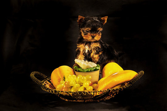 Yorkirsky terrier in studio on a black background. Charming with