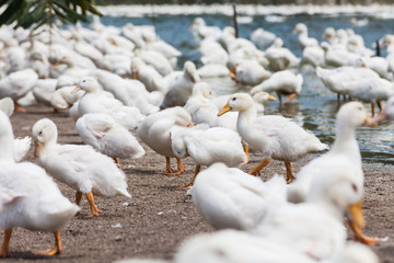 Real white duck in a farm with pond