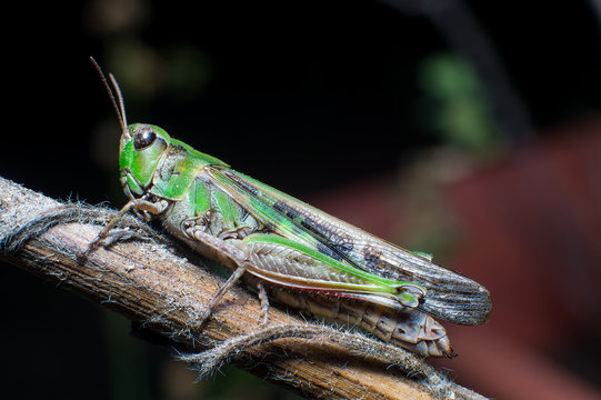 Grillo in primo piano sfondo prato, macri di grillo su foglia, insetto su ramo
