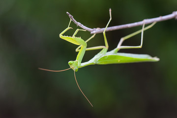 Praying Mantis against green background 