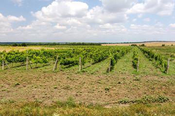 Fototapeta na wymiar Green Vineyard and blue sky in Ukraine. the vineyards are small
