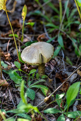 Beautiful boletus mushroom in coniferous autumn forest. Selectiv