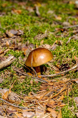 Beautiful white mushroom boletus autumn in the coniferous forest