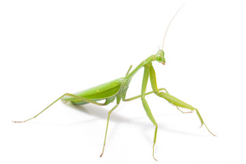 Green mantis isolated on a white background 