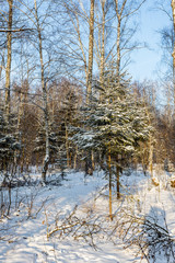 Fototapeta na wymiar View of snow-covered trees winter forest. As a creative theme ba