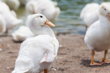 Real white duck in a farm with pond