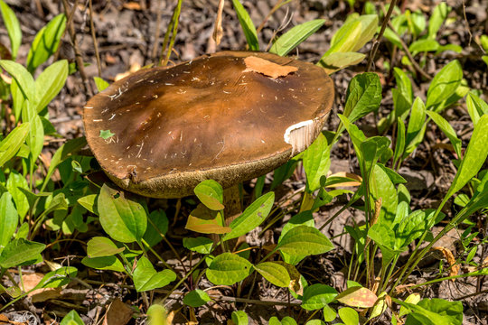 Beautiful boletus mushroom in coniferous autumn forest. Selectiv
