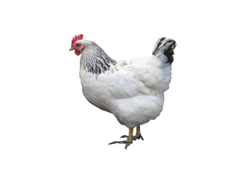 White chicken hen isolated over white