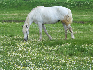 Obraz na płótnie Canvas White horse on a green meadow in summer day
