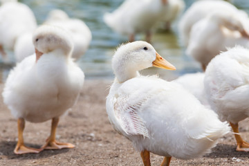 Real white duck in a farm with pond
