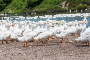 Real white duck in a farm with pond