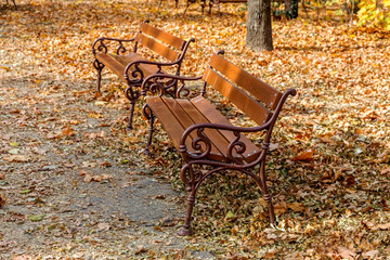 Wooden benches from the city park in the autumn colorful fallen