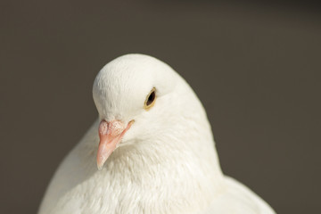portrait of a young white dove on a grey background
