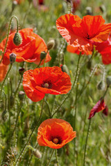 Red poppy flowers on the spring field in bright sunny day