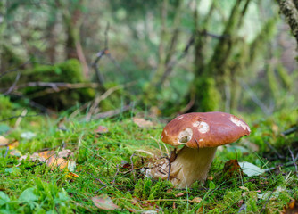 Boletus edulis 