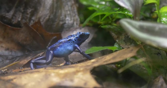 Blue Tree Frog Sitting on a Dry Leaf Jungle.