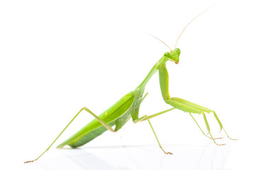 Green mantis isolated on a white background 