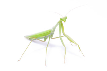 Green mantis isolated on a white background 