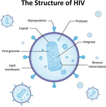 Hiv Diagram Images – Browse 983 Stock Photos, Vectors, and Video | Adobe  Stock