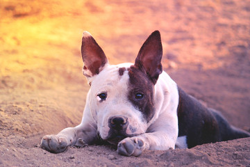 staffordshire bull terrier