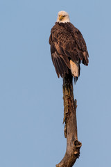Bald Eagle on Perch