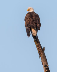 Bald Eagle on Perch