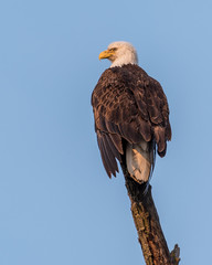 Bald Eagle on Perch