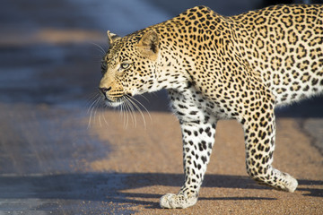 Beautiful large male leopard walking in nature hunting