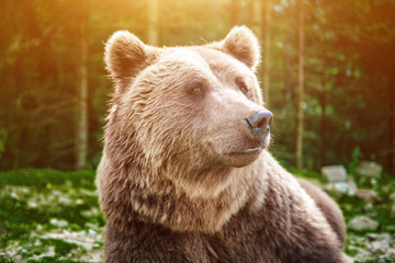 Fototapeta premium Close up shot of wild big male brown bear