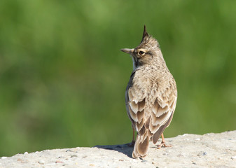 Crested lark (Galerida cristata) on the stone