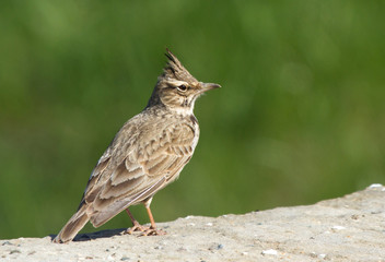 Crested lark (Galerida cristata) on the stone
